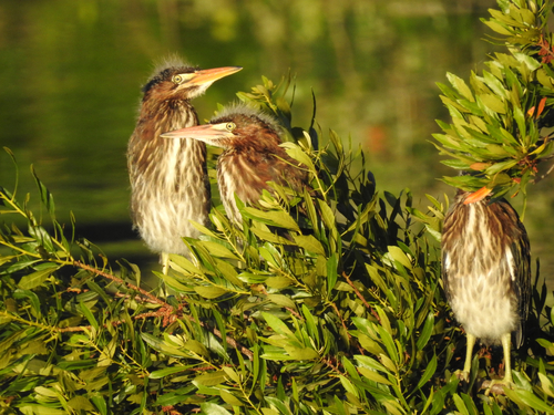 Green Heron photographed in Virginia