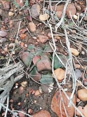 Gasteria nitida armstrongii