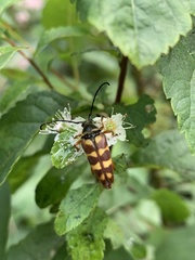 Typocerus velutinus