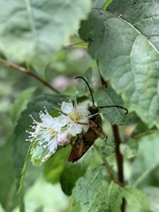 Typocerus velutinus