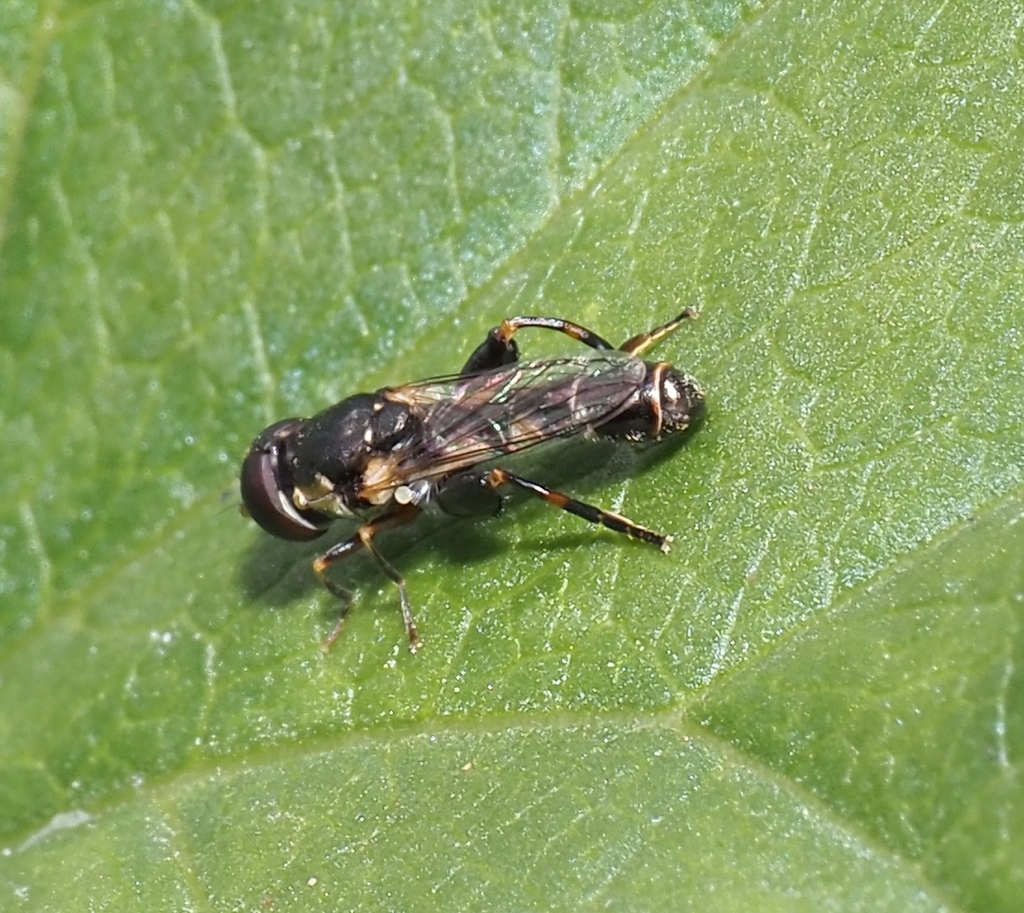 Thick-legged Hover Fly from Nottinghamshire, UK on May 25, 2025 at 10: ...
