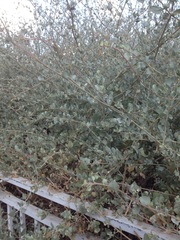 Atriplex halimus