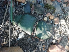 Gasteria nitida armstrongii