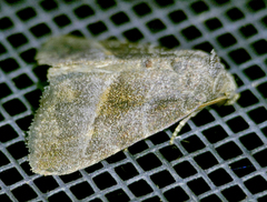 Ogdoconta altura