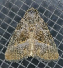 Ogdoconta altura
