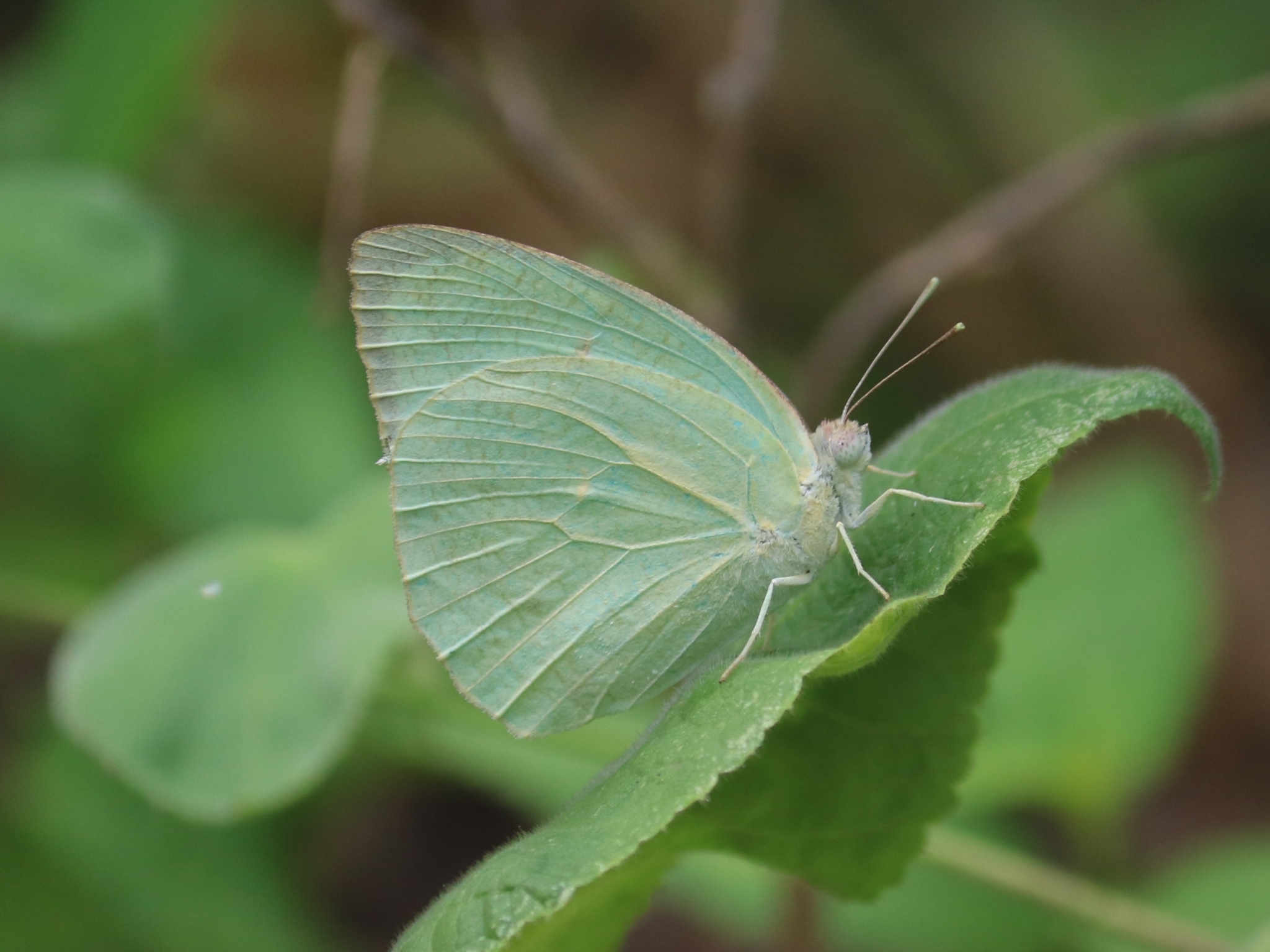 Mottled Emigrant