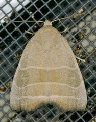 Bagisara rectifascia