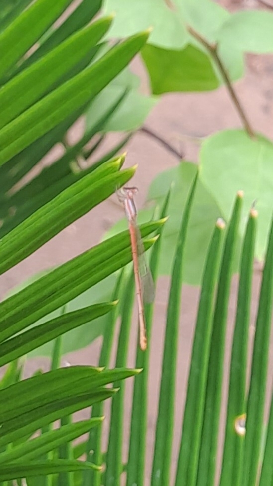 Pygmy Dartlet