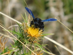 Xylocopa
