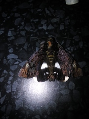 Catephia linteola