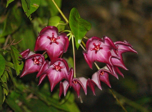 Hoya macgillivrayi F.M.Bailey 2