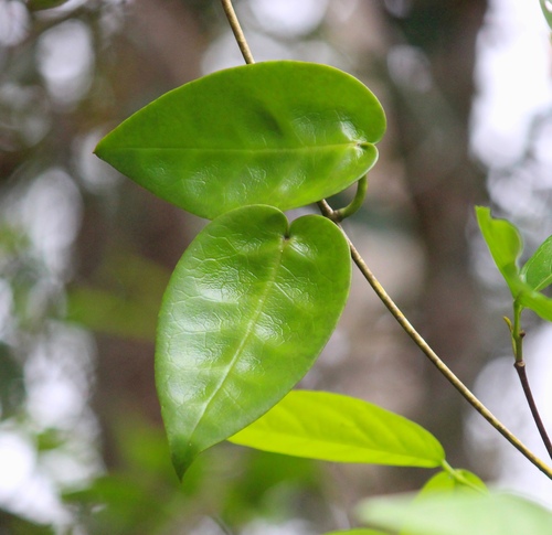 Hoya macgillivrayi F.M.Bailey 3