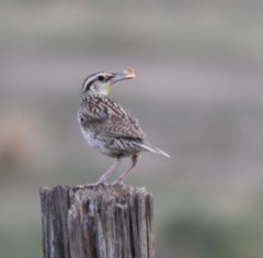 Sturnella magna lilianae