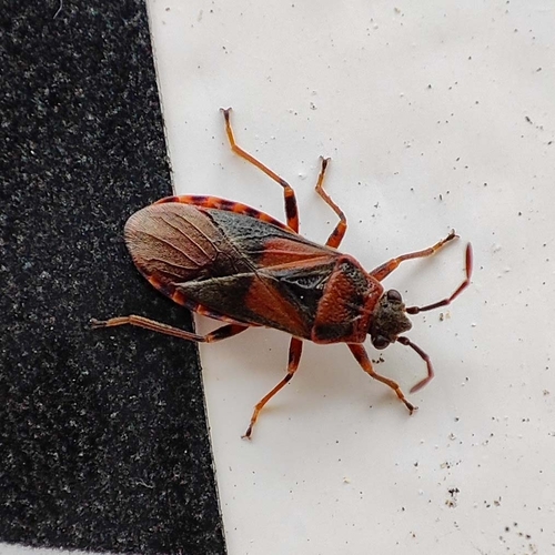 Elm Seed Bug, 9742 CJ Groningen, Netherlands, photo 9 of 10