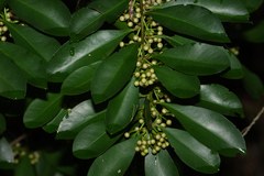 Ardisia squamulosa