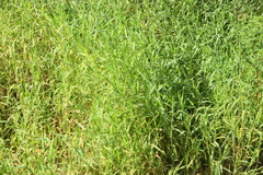 Urochloa mutica