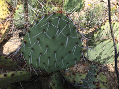 Opuntia mackensenii