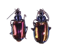 Physodera eschscholtzii