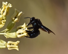 Xylocopa californica arizonensis
