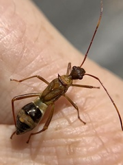 Hyalymenus longispinus
