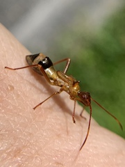 Hyalymenus longispinus