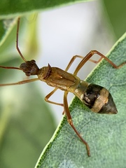 Hyalymenus longispinus