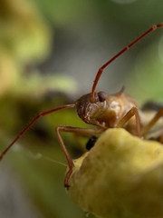 Hyalymenus longispinus