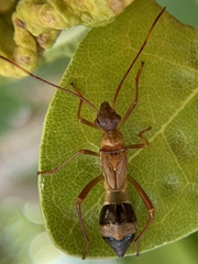Hyalymenus longispinus