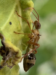 Hyalymenus longispinus