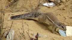 Geosciurus