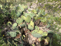 Opuntia mackensenii