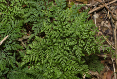 Cheilanthes tenuifolia