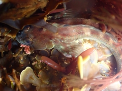 Obscure Triplefin photo 1
