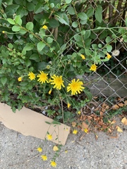 Hieracium lepidulum