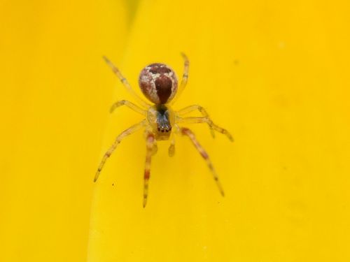 Banded Comb-Footed Spider