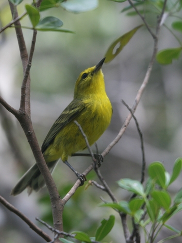 Vitelline Warbler (Setophaga vitellina), photo 1