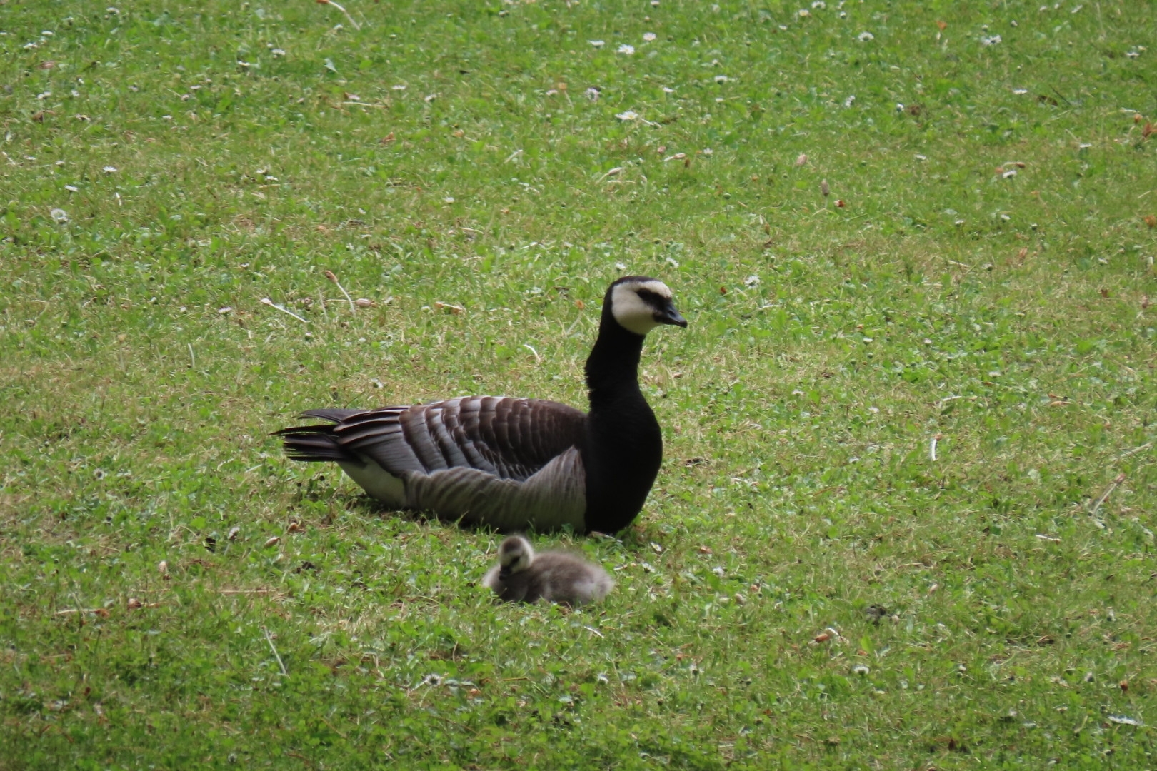 Barnacle Goose