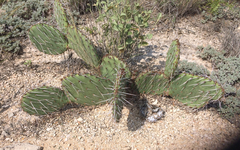 Opuntia mackensenii