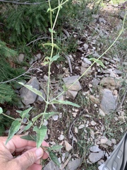 Mirabilis melanotricha