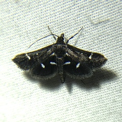 Diasemiodes nigralis