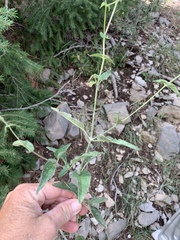 Mirabilis melanotricha