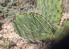 Opuntia mackensenii