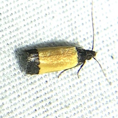 Anacampsis coverdalella