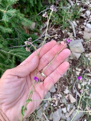 Mirabilis melanotricha