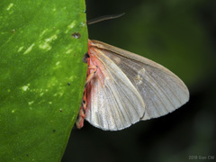 Tinolius eburneigutta