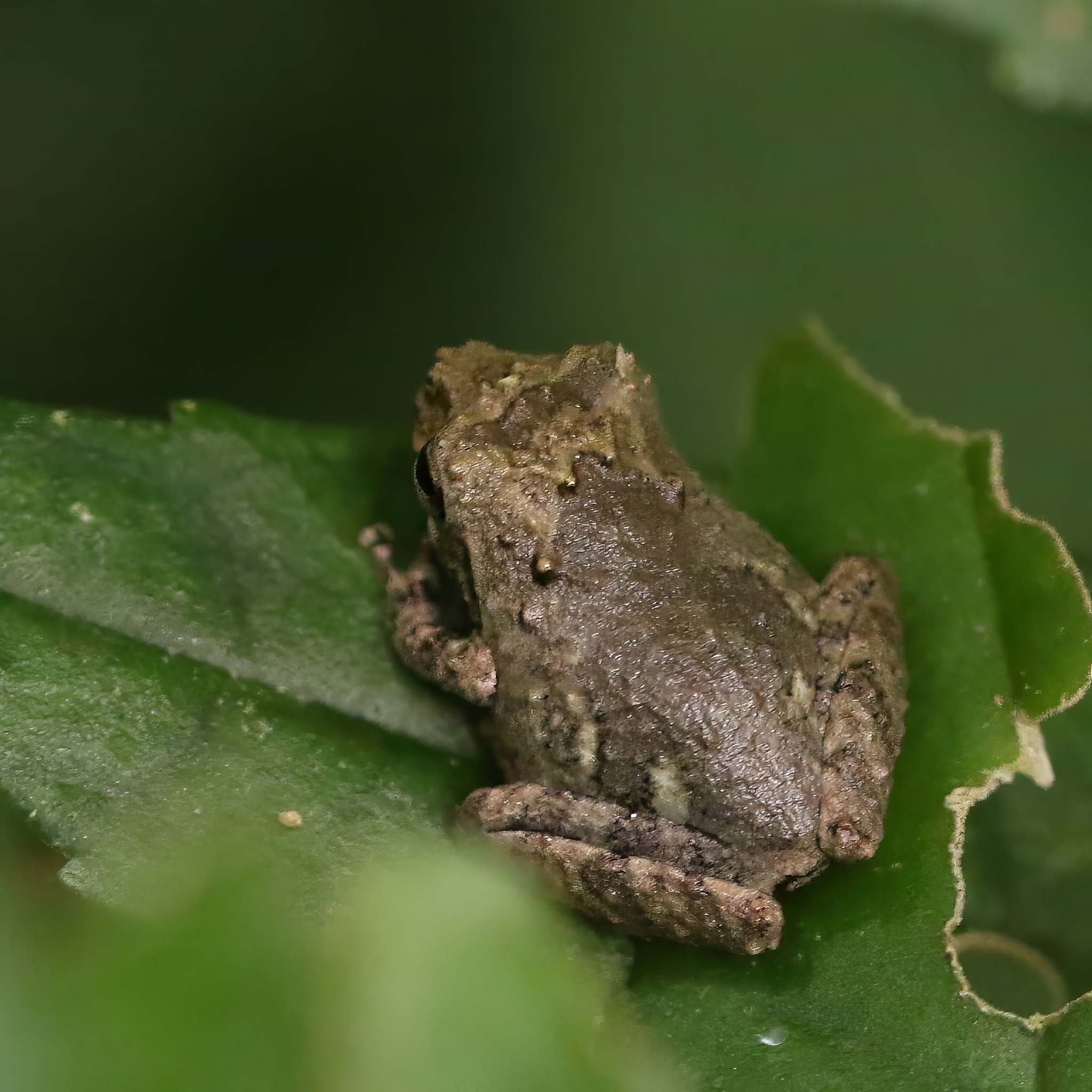 Common Forest Tree Frog photo 3