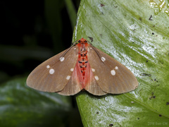 Tinolius eburneigutta