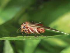 Tinolius eburneigutta