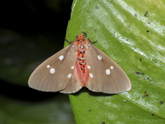 Tinolius eburneigutta