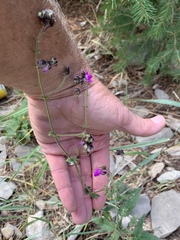 Mirabilis melanotricha